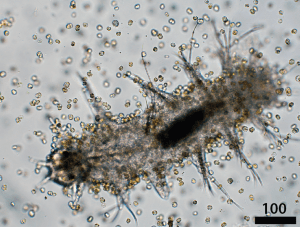 Karlodinium ganging up and munching on a copepod