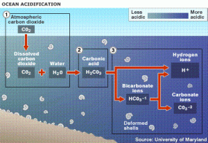 Carbon dioxide dissolves in the ocean, lowering the pH